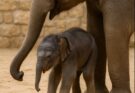 🔴Zuckersüsse Osterüberraschung im Zoo Zürich – Elefantenbaby „landet im Nest“🐘